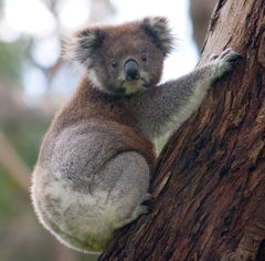 The Koala and the Eucalyptus make an iconic pair of Australian flora and fauna.