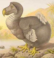 Mauritius is the only known habitat of the extinct Dodo bird