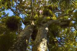 Crowns of two kauri trees