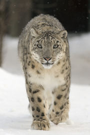 A Snow Leopard