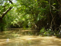A river in the Amazon rainforest