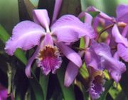 The orchid (Cattleya mossiae)