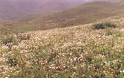 Dzukou Valley