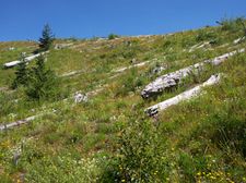 View of the hillside at the Johnston Ridge Observatory 25 years after the eruption.