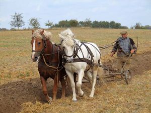 A farmer in Germany working the land in the traditional way, with horse and plough.