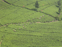 Tea plantation in Java, Indonesia.