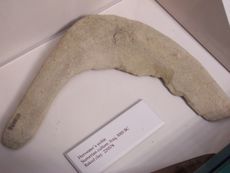Sumerian Harvester's sickle, 3000 BCE. Baked clay. Field Museum.