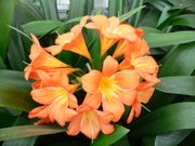 Clivia miniata bears bright orange flowers. The roots of this plant are poisonous.