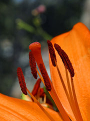 Close-up of a Day lily flower showing six stamens and the stigma and style of a pistil
