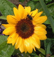 A sunflower being pollinated by a bee.