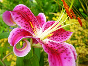 Lilium hybrid "Stargazer" is extremely fragrant.