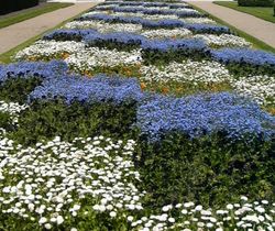 Checkered flower bed in Tours, France