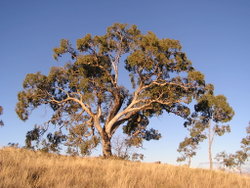 Eucalyptus bridgesiana on Red Hill, Australian Capital Territory