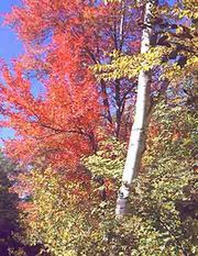 Birch tree (foreground) and maple tree (background) in fall