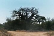 Baobab tree in South-Africa
