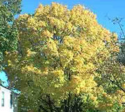 Yellow maple in fall