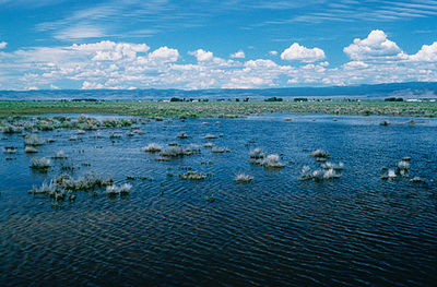 A freshwater wetland