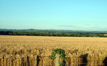 A wheat field in Dorset, England.