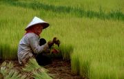 A worker transplanting rice seedlings in Cambodia
