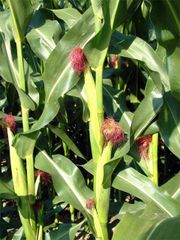 Corn plants showing ears