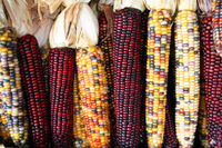 Multicolored varieties of corn