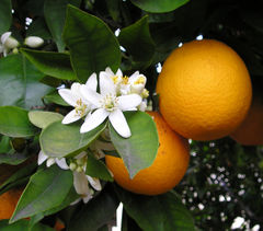 Orange flowers and oranges on tree