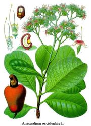 Anacardium occidentale, from Koehler's Medicinal-Plants (1887)