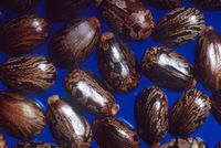 Castor beans