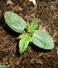 Young castor bean plant showing prominent cotyledons