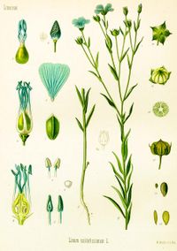 Common Flax