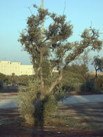 Small Olive Tree