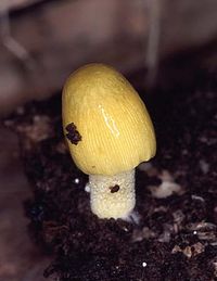 Yellow fungus