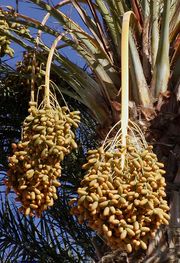 Fruit of Phoenix dactylifera