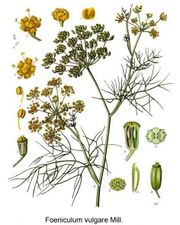 Fennel, from Koehler's Medicinal-plants (1887)