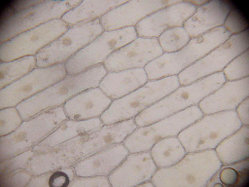 Onion cell slide microphotography