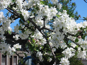 Apple tree in flower