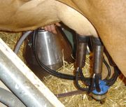 a cow-milking machine in action