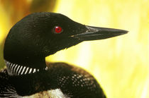 The common loon is a well-recognized Canadian symbol, also depicted on the one-dollar coin or "loonie".