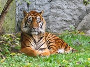 Panthera tigris sumatran subspecies resting.