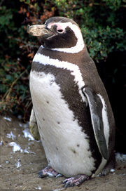 the Magellanic Penguin