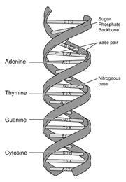 Schematic representation of DNA, the primary genetic material.