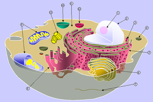 Schematic of typical animal cell depicting the various organelles and structures