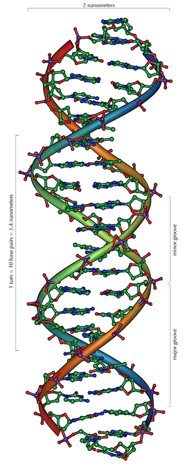 The general structure of a section of DNA