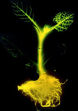 The incredible power of science to allow the drastic manipulation of the physical world stems directly from its ability to elucidate the foundational mechanisms which underlie nature's processes. Here, an image of "artificial" bioluminescence which has been induced in a tobacco plant by the use of genetic engineering.