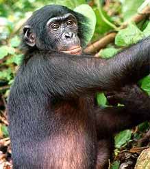 The Democratic Republic of the Congo is the only country in the world in which bonobos (Pygmy chimpanzees) are found in the wild.