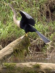 Anhinga drying its feathers