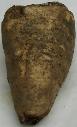 An arracacha root, partially covered by dirt.