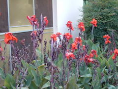 Canna &times; generalis cultivated in Brazil