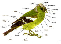 Anatomy of a typical bird
