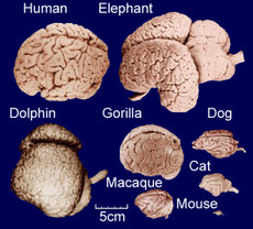 Comparative brain sizes